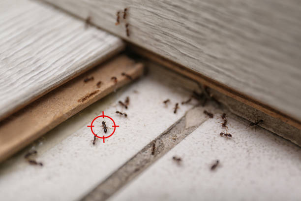 Best Bed Bug Extermination  in Fullerton, PA